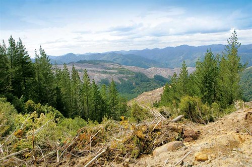 Logging -industry