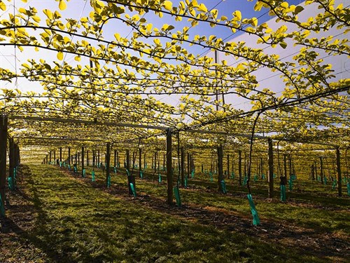 Horticulture --NZ