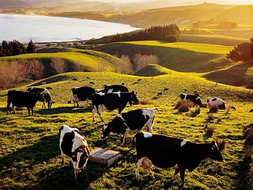 M.bovis --affected -New --Zealand --cattle