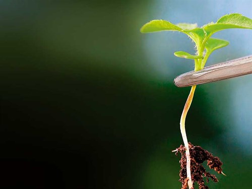 Plant -with -tweezers