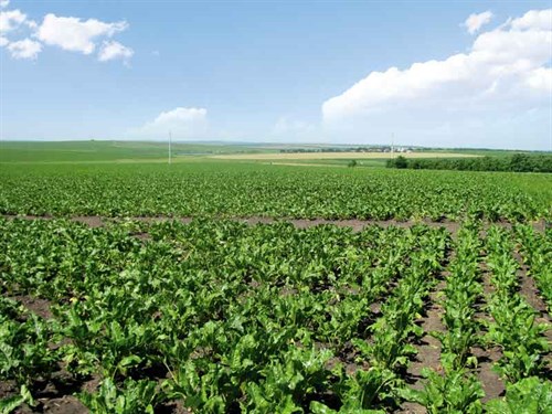 Sugar -beet -field -1317913