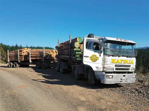 Steve 's -first -job -back -in -NZ-early -this -year