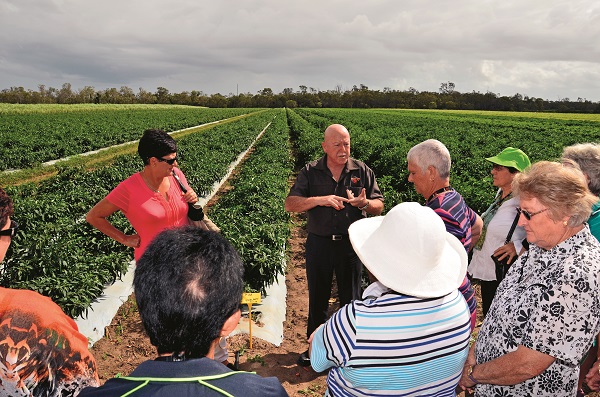 Aust Chilli -Peter -Hanigan Chilli Field