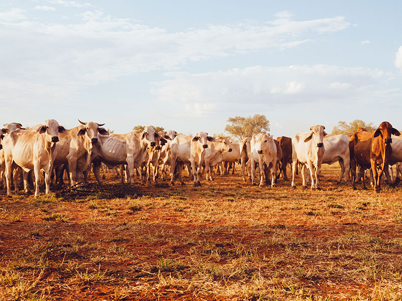 Australian cattle on a farm