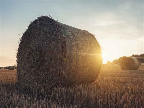 Hay -bales -768000993