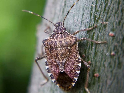 Brown -stink -bug