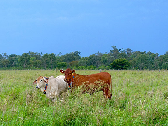 Cattle grazing wearing eShepherd Collar, Queensland