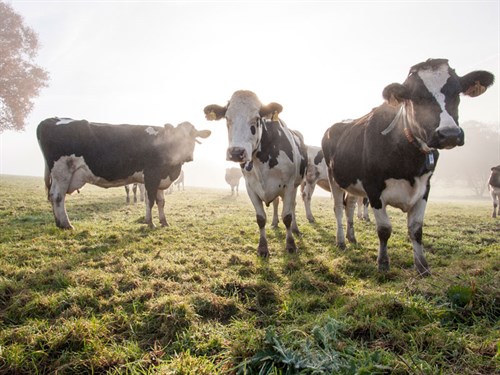 Dairy -cows