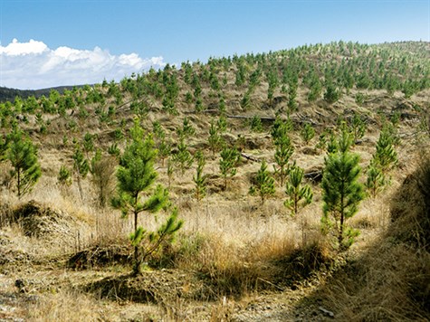 Rock -or -trees -2